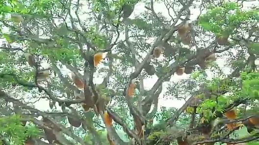 Cả trăm tổ ong nặng trĩu mật trên cây cổ thụ như "thác mật" gây choáng ngợp