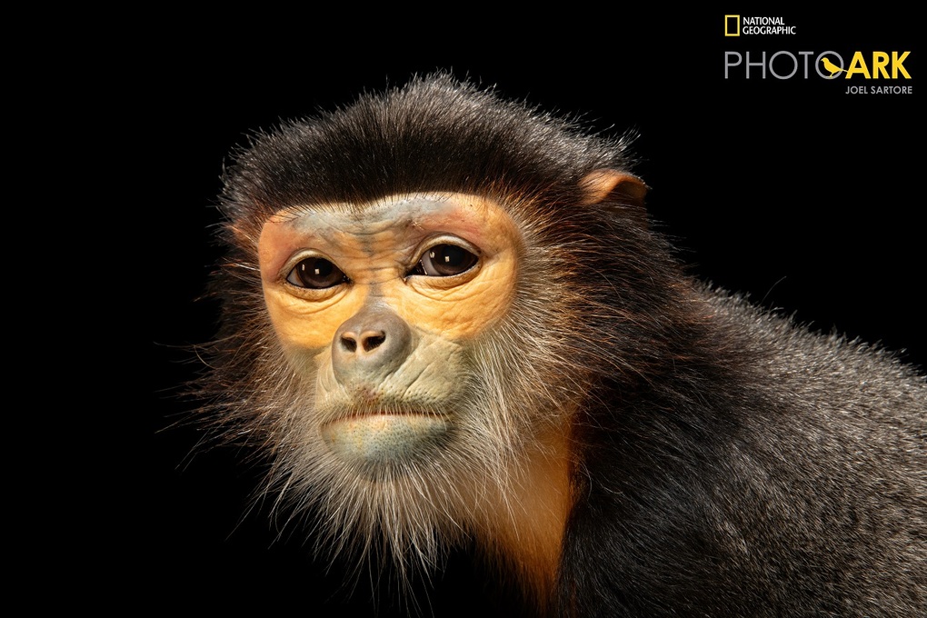 National Geographic đến Vinpearl Safari Phú Quốc ghi hình về động vật hoang dã - 9 National Geographic đến Vinpearl Safari Phú Quốc ghi hình về động vật hoang dã - 9