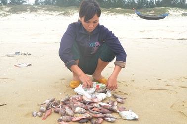 Chiều nay công bố nguyên nhân cá chết hàng loạt ở miền Trung