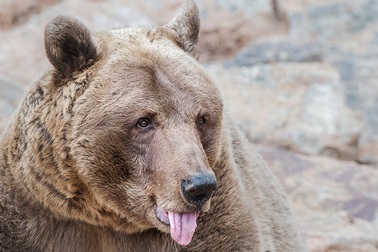 Thoát chết trong gang tấc nhờ … cắn vào lưỡi gấu