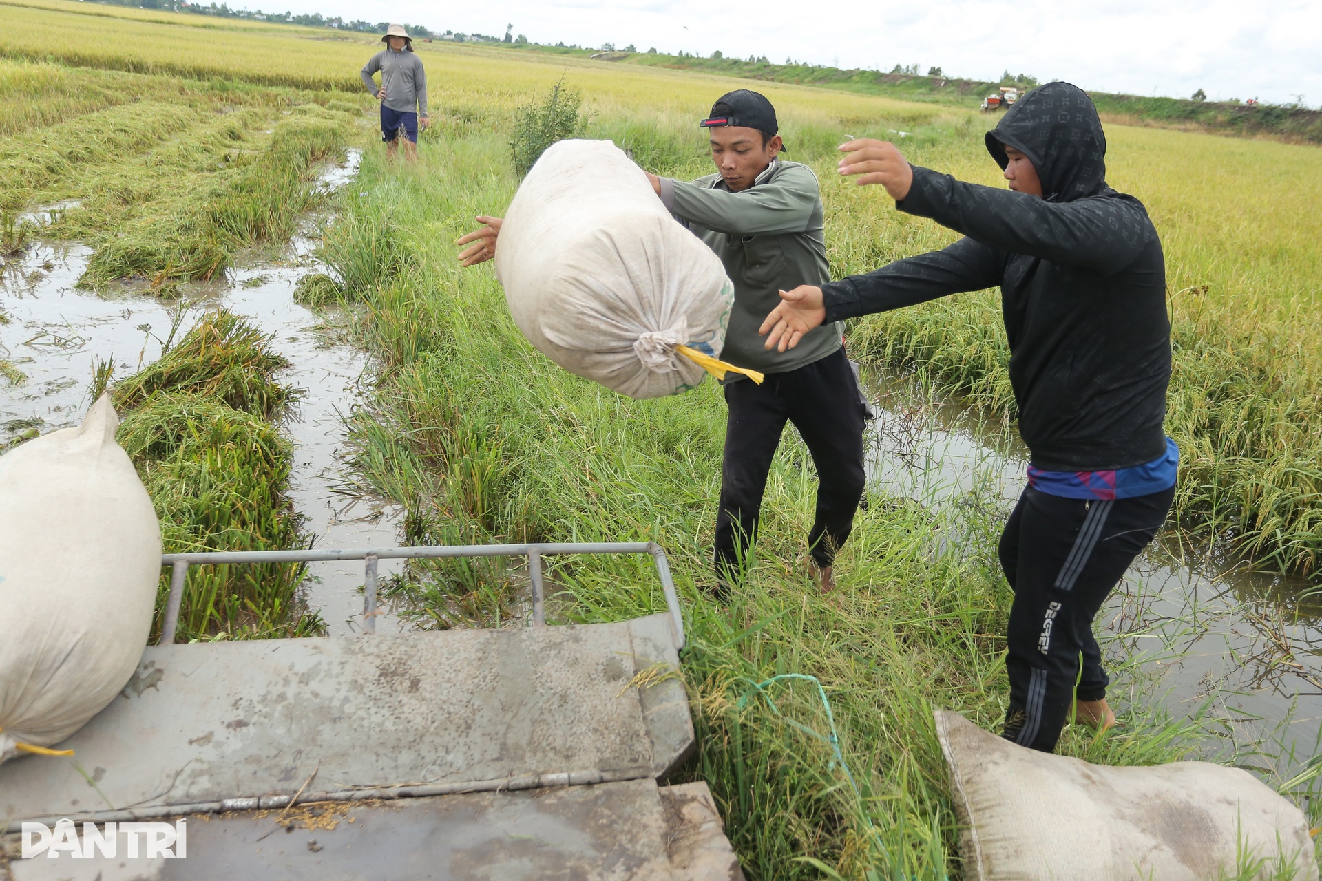 Người dân Tây Ninh “chạy đua” gặt lúa giữa mùa nước lũ - 4 Người dân Tây Ninh “chạy đua” gặt lúa giữa mùa nước lũ - 4