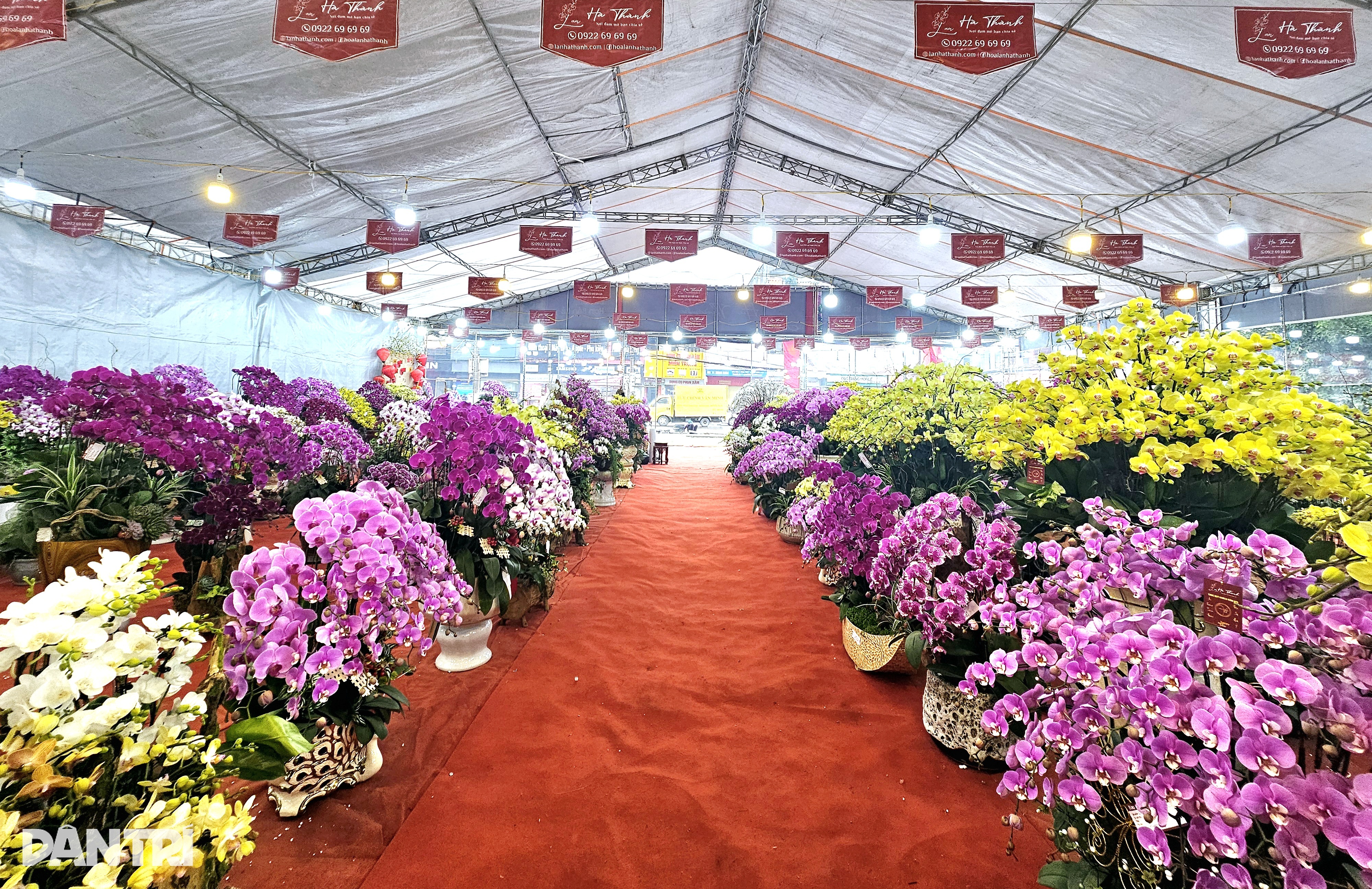 मोती के आकार के ड्रैगन के आकार के गमले में उगाया गया अनोखा फेलेनोप्सिस ऑर्किड - 1 Độc đáo lan hồ điệp trồng trong chậu khảm trai hình rồng - 1