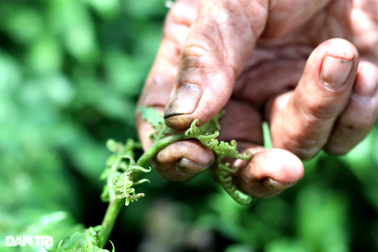 Đưa rau rừng về vườn trồng, bất ngờ khi bán không kịp hái