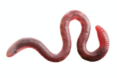 Giun có máu không, nếu có thì màu gì?