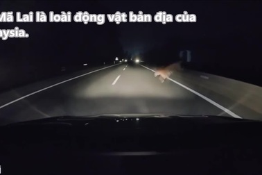 Cá thể hổ cực kỳ quý hiếm bị ô tô tông chết khi chạy băng qua cao tốc