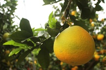 Đeo lúc lỉu 300 quả trên cây: Bưởi cảnh khổng lồ "hét" giá 100 triệu đồng