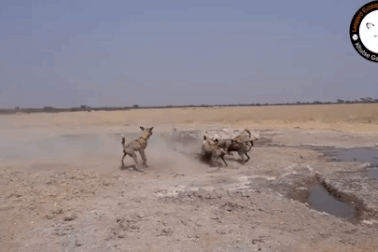 Kịch tính màn đụng độ giữa sư tử và bầy chó hoang