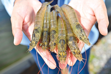 Cách nhận biết tôm, cá "ngậm" hóa chất