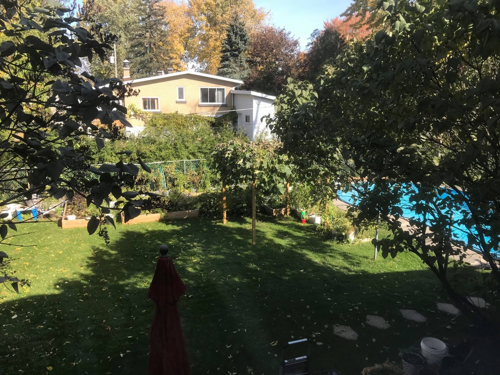 Vườn 600m2 yên bình, bội thu bầu, mướp của gia đình Việt Nam ở Canada - 1 Vườn 600m2 yên bình, bội thu bầu, mướp của gia đình Việt Nam ở Canada - 1