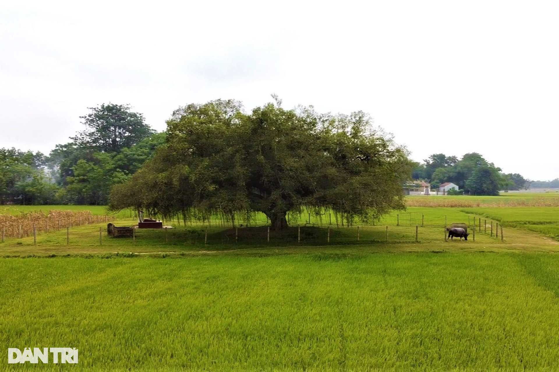 Cây sanh đại thụ 500 tuổi nằm giữa cánh đồng, dân làng dựng hàng rào bảo vệ - 11 Cây sanh đại thụ 500 tuổi nằm giữa cánh đồng, dân làng dựng hàng rào bảo vệ - 11