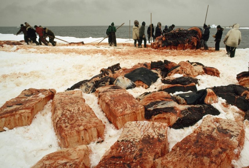 Vì sao nhiều quốc gia vẫn săn bắt cá voi dù bị dư luận thế giới lên án? - 5