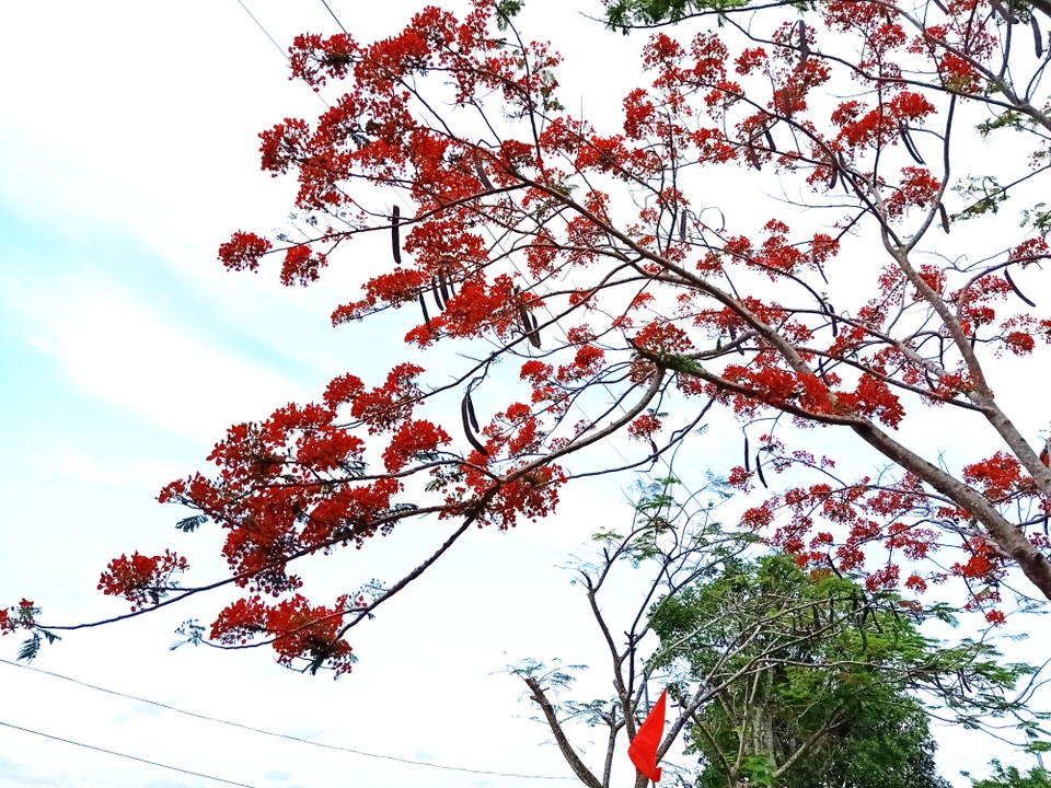 Rực sắc hoa phượng vĩ đường về Đền thờ Bác Hồ những ngày tháng 5 - 5 Rực sắc hoa phượng vĩ đường về Đền thờ Bác Hồ những ngày tháng 5 - 5