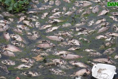 Cá chết nổi trắng kênh ở Đà Nẵng