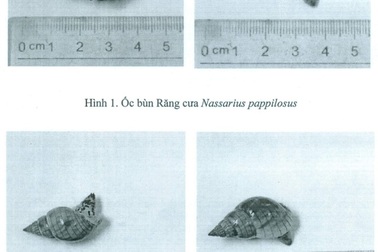 Vụ ngộ độc ốc “lạ” ở Khánh Hòa: Trong ốc biển có độc tố thần kinh