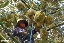 Xuất khẩu rau quả sang Trung Quốc tiếp tục giảm sâu