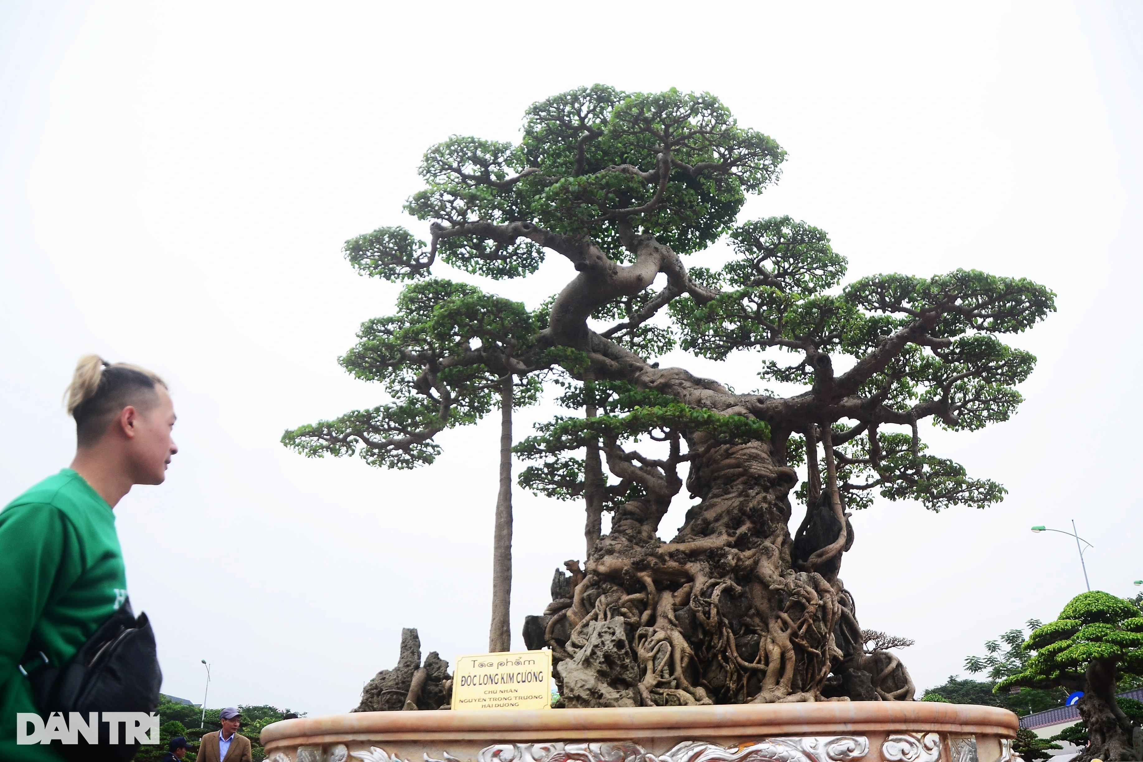 Lộ diện nhiều cây khủng hàng chục tỷ đồng tại triển lãm sinh vật cảnh - 1 Lộ diện nhiều cây khủng hàng chục tỷ đồng tại triển lãm sinh vật cảnh - 1