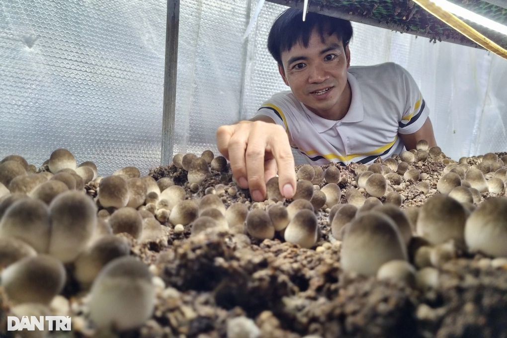 Trồng nấm rơm, mỗi tháng chỉ bán 2 ngày, thu lãi 45 triệu đồng - 2 Trồng nấm rơm, mỗi tháng chỉ bán 2 ngày, thu lãi 45 triệu đồng - 2