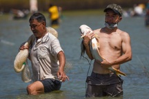 Hàng nghìn người dân cùng lội nước bắt cá "khủng" ở hồ thủy điện Trị An