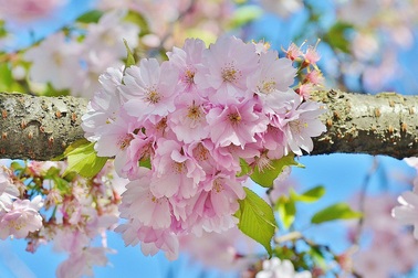 Hoa anh đào khoe sắc trong giá lạnh Sa Pa