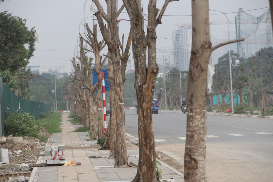 Hà Nội: Hàng trăm cây xanh chết khô trên con đường mới mở - 3 Hà Nội: Hàng trăm cây xanh chết khô trên con đường mới mở - 3