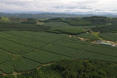 KDI Holdings chi 2.000 tỷ đồng xây dựng trang trại nuôi lợn công nghệ cao