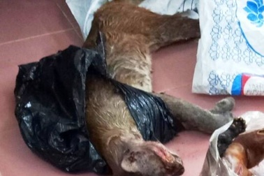 Bắt giữ đối tượng vận chuyển một cá thể beo quý hiếm