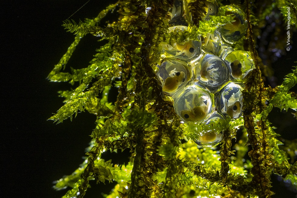 Những hình ảnh thiên nhiên hoang dã ấn tượng nhất năm 2024 - 10