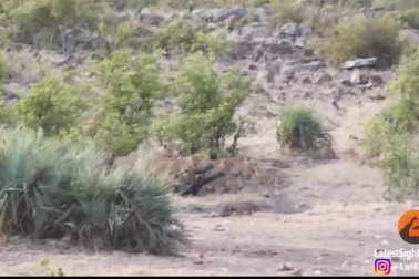 Voi con sắp trở thành bữa ăn cho sư tử thì được giải cứu theo cách bất ngờ