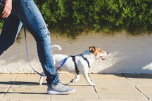 Quá khó xin việc, sinh viên chấp nhận làm nghề dắt chó đi dạo và cho mèo ăn