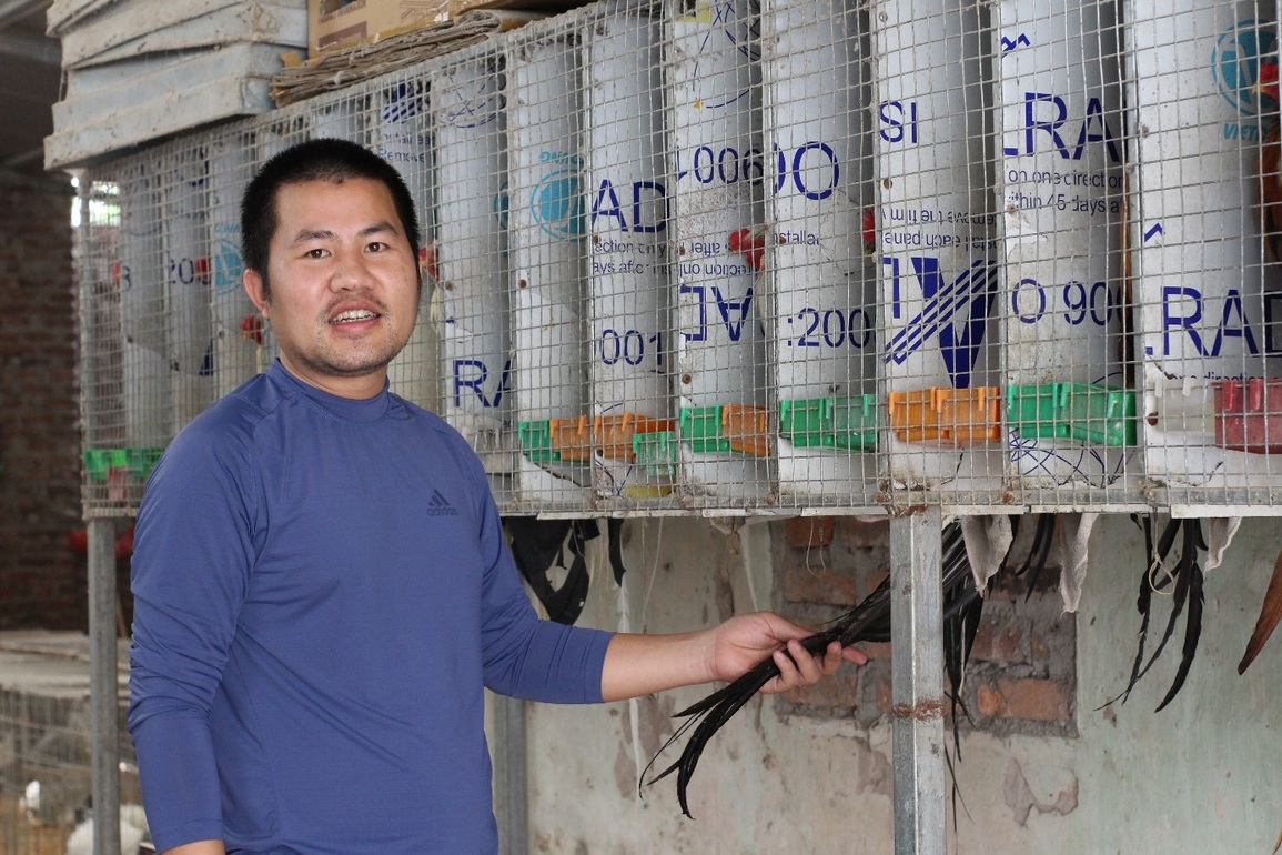 Chi chục triệu đồng mua cặp gà tre đuôi dài nửa mét, dáng oai vệ chơi Tết - 9 Chi chục triệu đồng mua cặp gà tre đuôi dài nửa mét, dáng oai vệ chơi Tết - 9