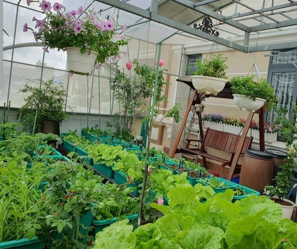 Vườn rau trái sum suê, thu hoạch mỏi tay của  nữ gia chủ ở Quy Nhơn - 5