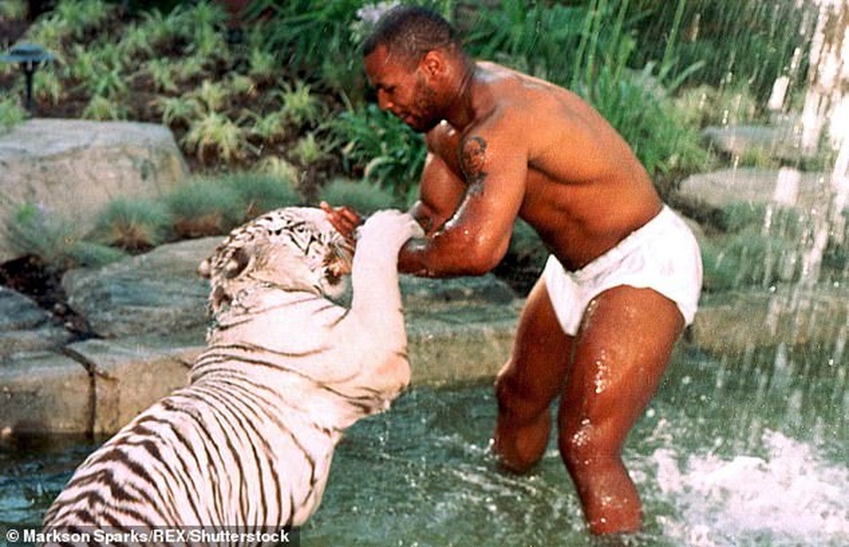 Rợn người với thú vui nuôi hổ làm thú cưng của Mike Tyson - 1 Rợn người với thú vui nuôi hổ làm thú cưng của Mike Tyson - 1