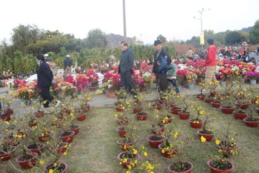 Cúc, mai... nhuốm vàng thành phố Đà Lạt