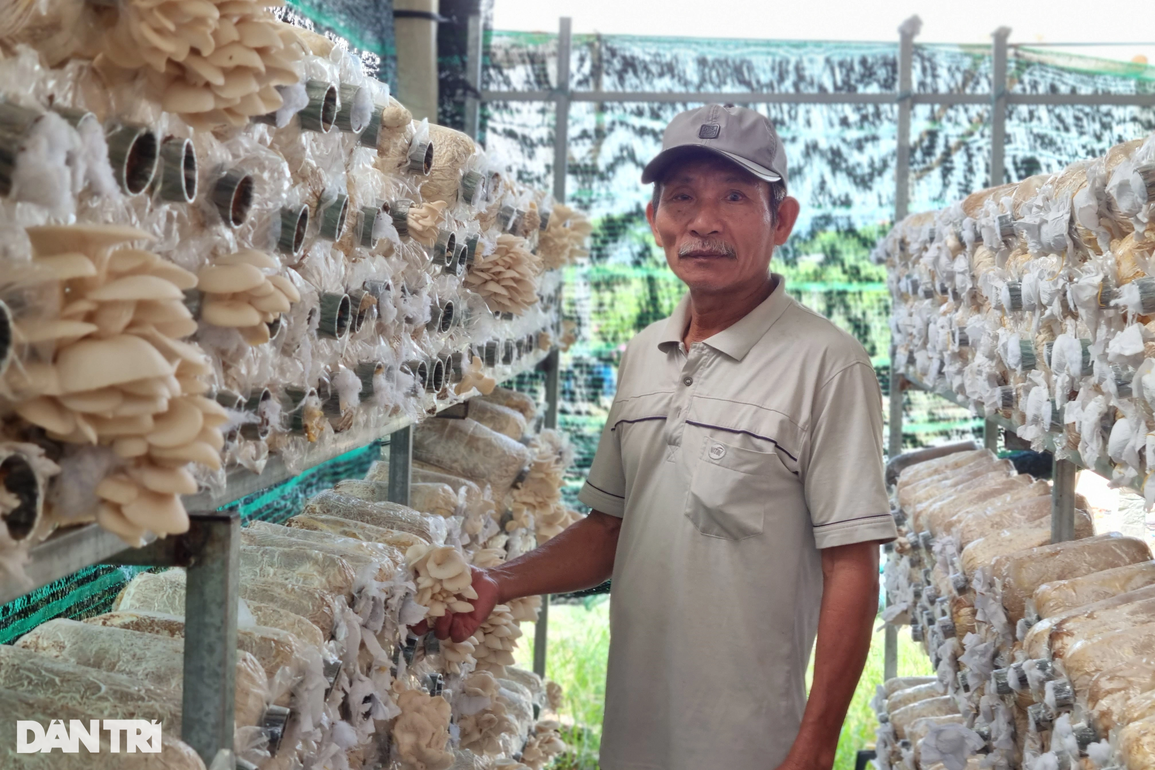 Trồng nấm bào ngư xám, lão nông khấm khá nhờ xuất tới... một tạ/ngày - 2 Trồng nấm bào ngư xám, lão nông khấm khá nhờ xuất tới... một tạ/ngày - 2