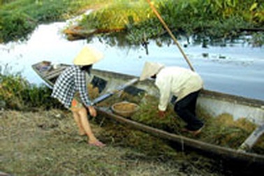 34% phụ nữ nông thôn phải lao động ngay sau khi sinh