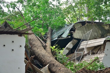 Cây cổ thụ đổ đè sập một phần Cung văn hóa Lao động