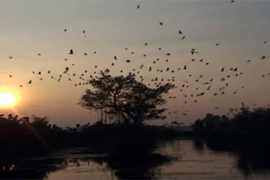 Mê mẩn ngắm đàn cò hàng vạn con tạo “tuyệt phẩm” trên bầu trời