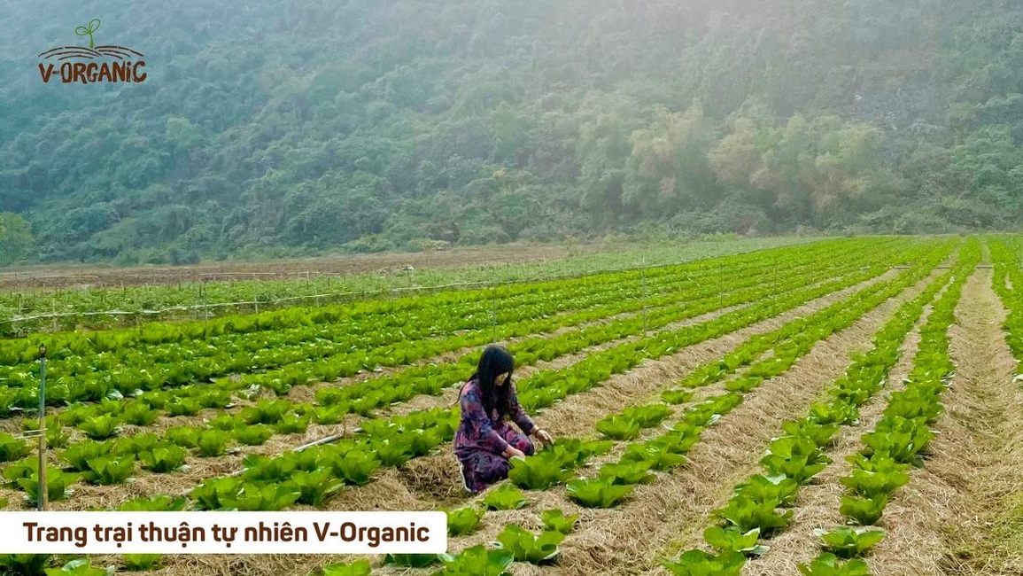 Sống xanh, ăn sạch theo phong cách Nhật Bản cùng V-Organic - 1 Sống xanh, ăn sạch theo phong cách Nhật Bản cùng V-Organic - 1