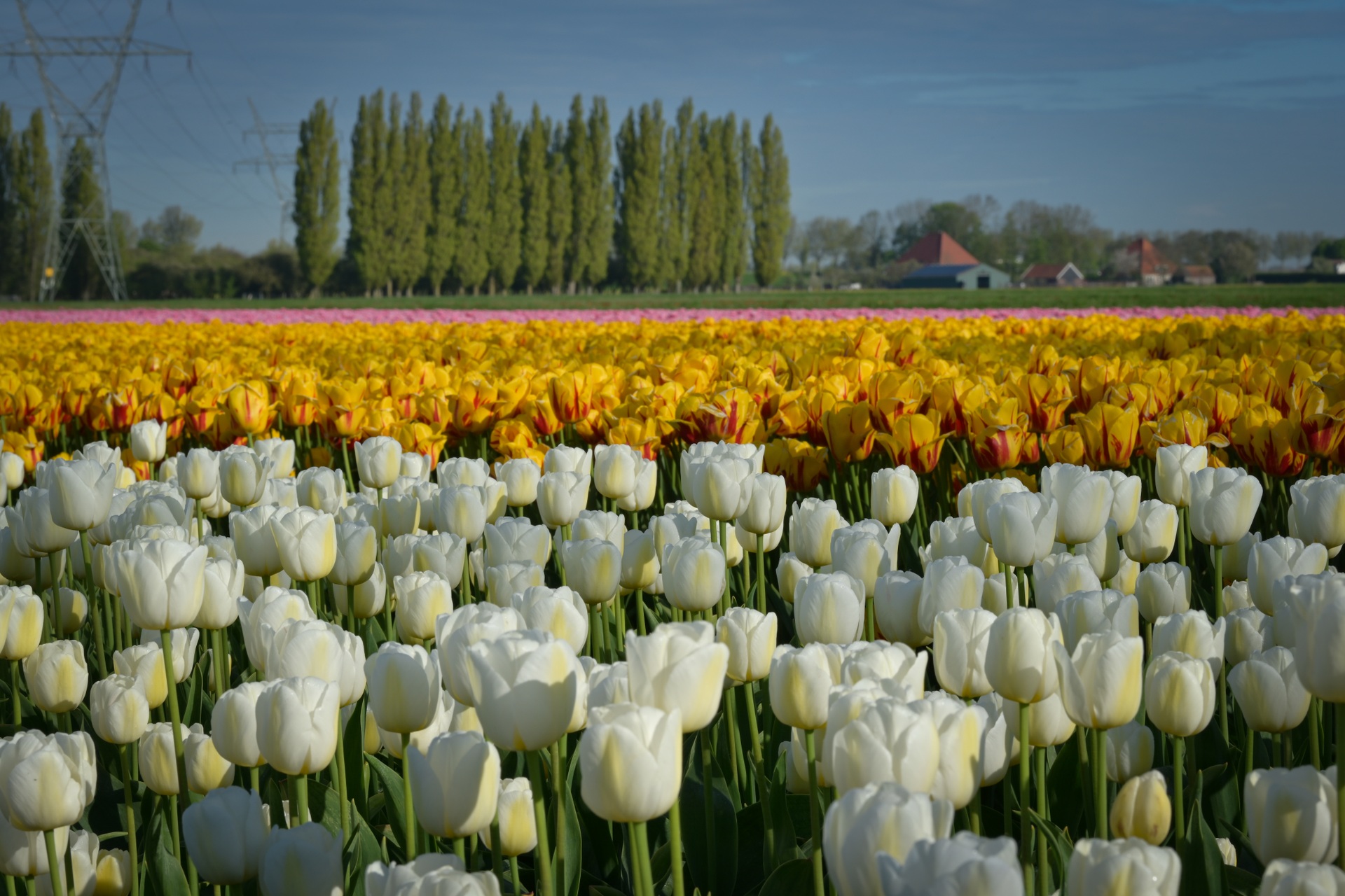 Mãn nhãn cánh đồng hoa tulip đẹp như cổ tích ở ngôi làng cổ 400 tuổi - 12 Mãn nhãn cánh đồng hoa tulip đẹp như cổ tích ở ngôi làng cổ 400 tuổi - 12