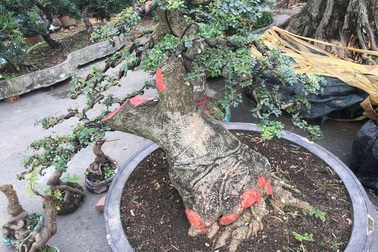 Giá chát nghìn đô, đại gia tiếc hùi hụi vì để "vuột" mất cây cần thăng