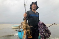 Mưa lớn, ngư dân méo mặt vì tôm hùm to "như bắp tay" chết hàng loạt