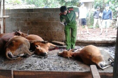 Dân hoang mang vì bò chết hàng loạt