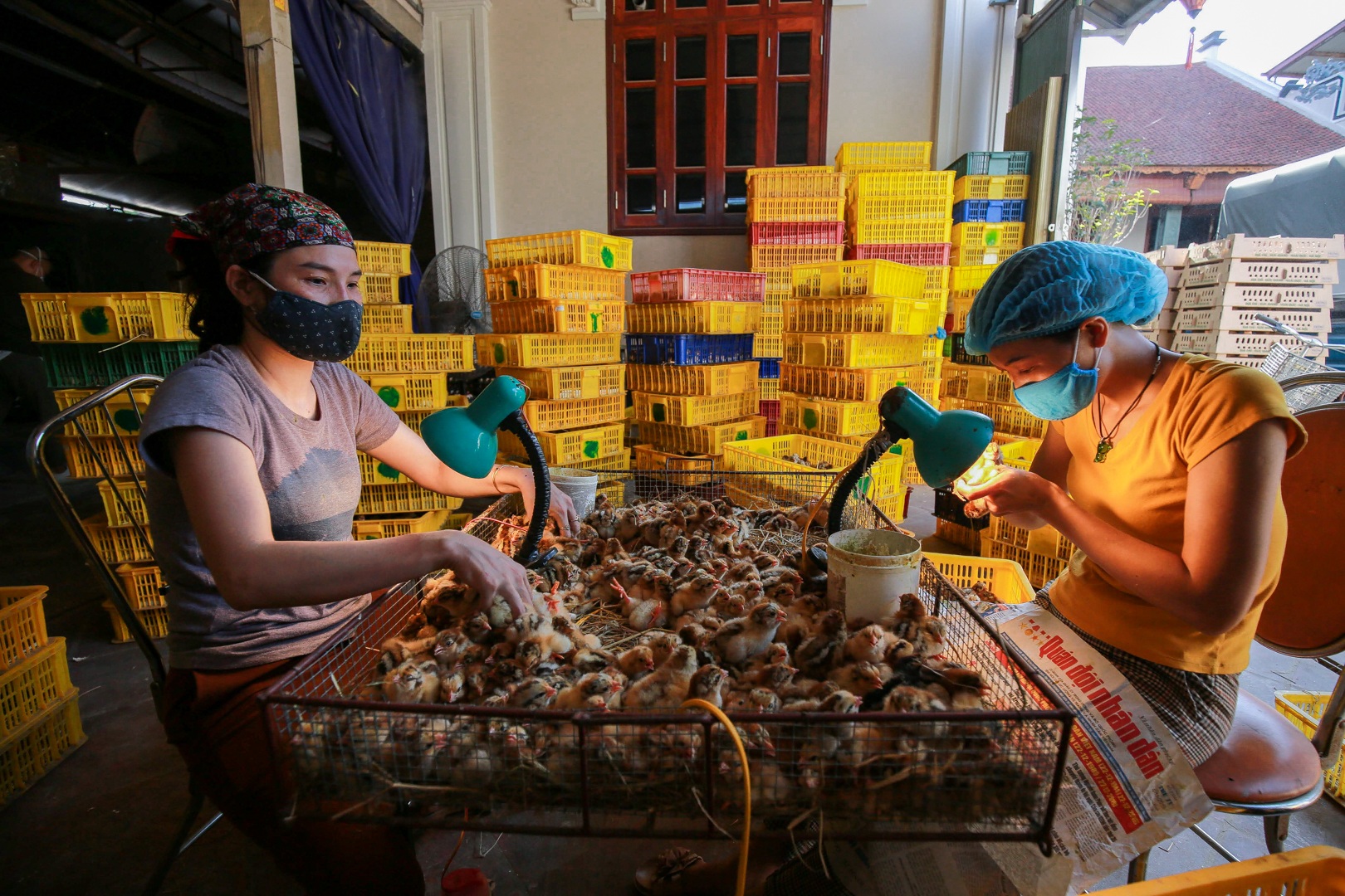 Nghề độc, lạ soi giới tính gà kiếm tiền triệu mỗi ngày - 6 Nghề độc, lạ soi giới tính gà kiếm tiền triệu mỗi ngày - 6