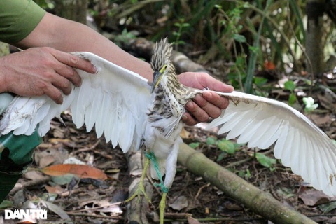 Chơi chim cảnh: Sở thích nhỏ, coi chừng rủi ro lớn