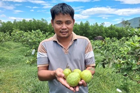 Người đàn ông về quê vợ tránh dịch, chớp cơ hội làm giàu từ đồi cằn
