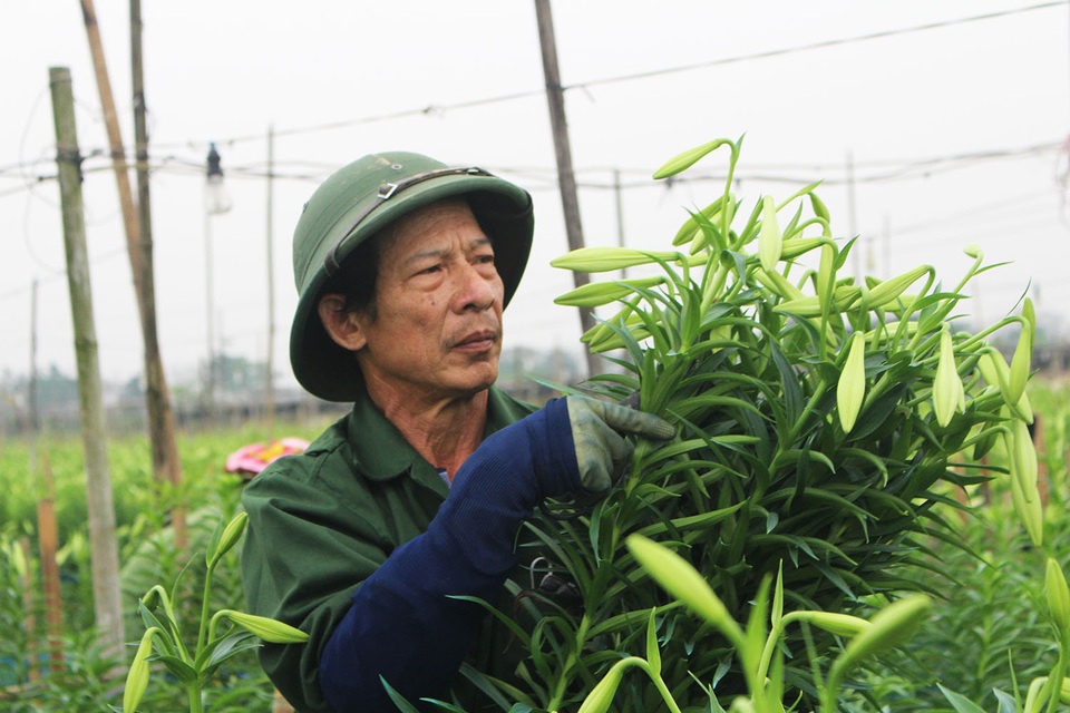 Hoa loa kèn trượt giá vì dịch Covid-19, dân Tây Tựu khóc ròng - 4 Hoa loa kèn trượt giá vì dịch Covid-19, dân Tây Tựu khóc ròng - 4