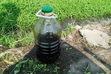 Phát hiện một phụ nữ tưới dầu nhớt lên rau muống