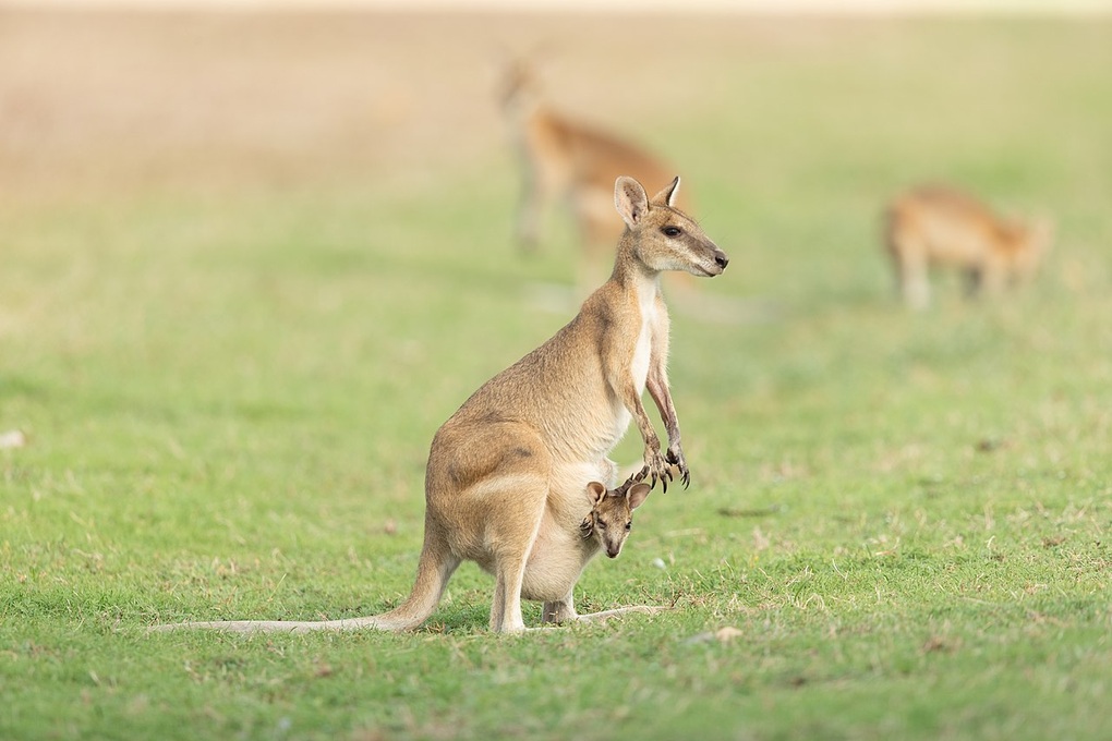 Wallaby có hình dáng giống chuột túi, nhưng kích thước nhỏ hơn (Ảnh: Wikipedia). Wallaby có hình dáng giống chuột túi, nhưng kích thước nhỏ hơn (Ảnh: Wikipedia).