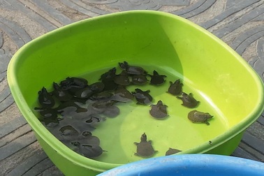 Hà Nội: Cận cảnh thủ thuật bắt lại rùa, ba ba phóng sinh tại chùa Trấn Quốc