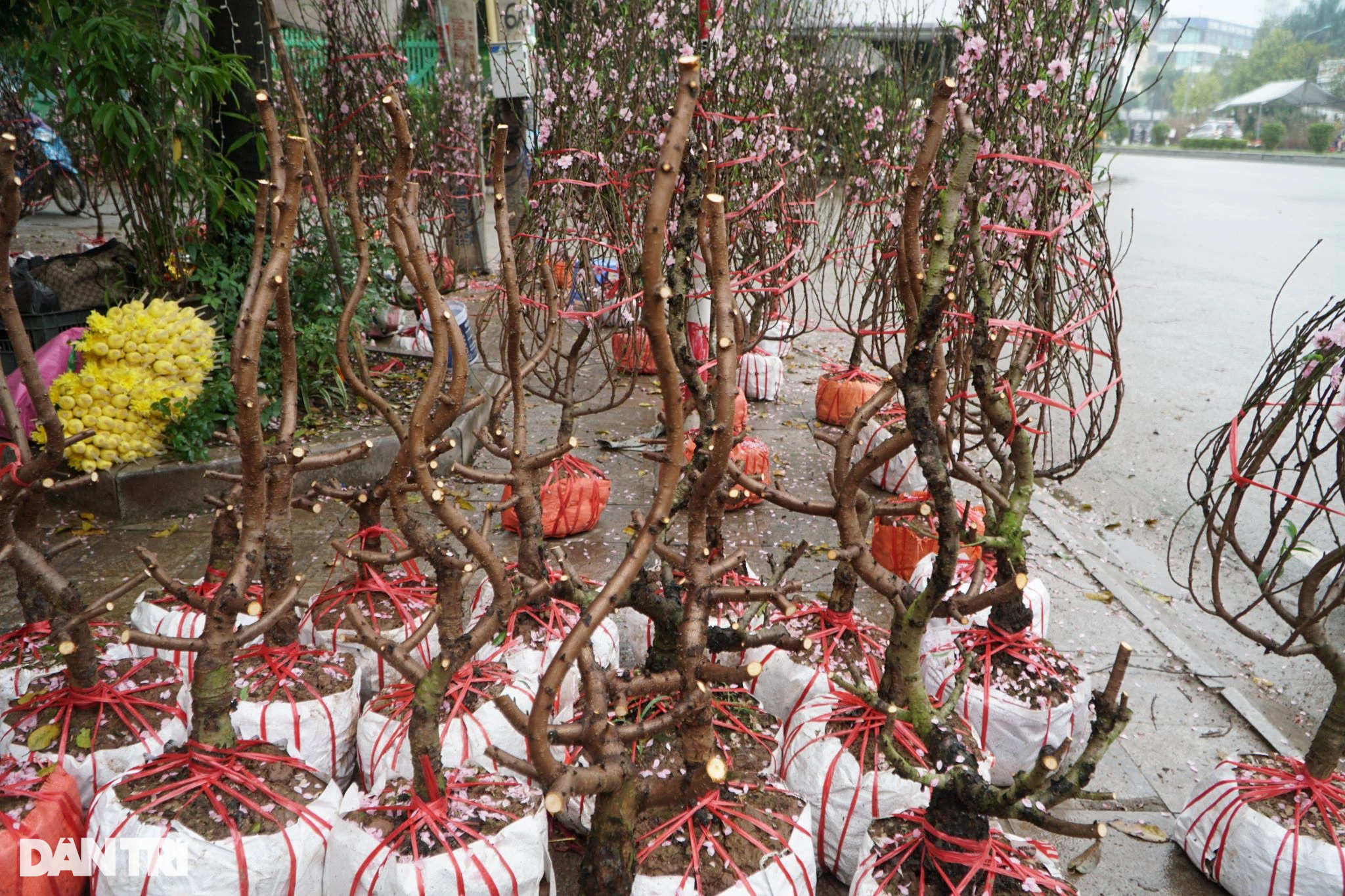 Vendiendo plantas ornamentales para el Tet, algunos pierden 500 millones de dongs, otros talan los árboles - 6 Buôn cây cảnh Tết, người lỗ nửa tỷ đồng, người chặt bỏ cây - 6
